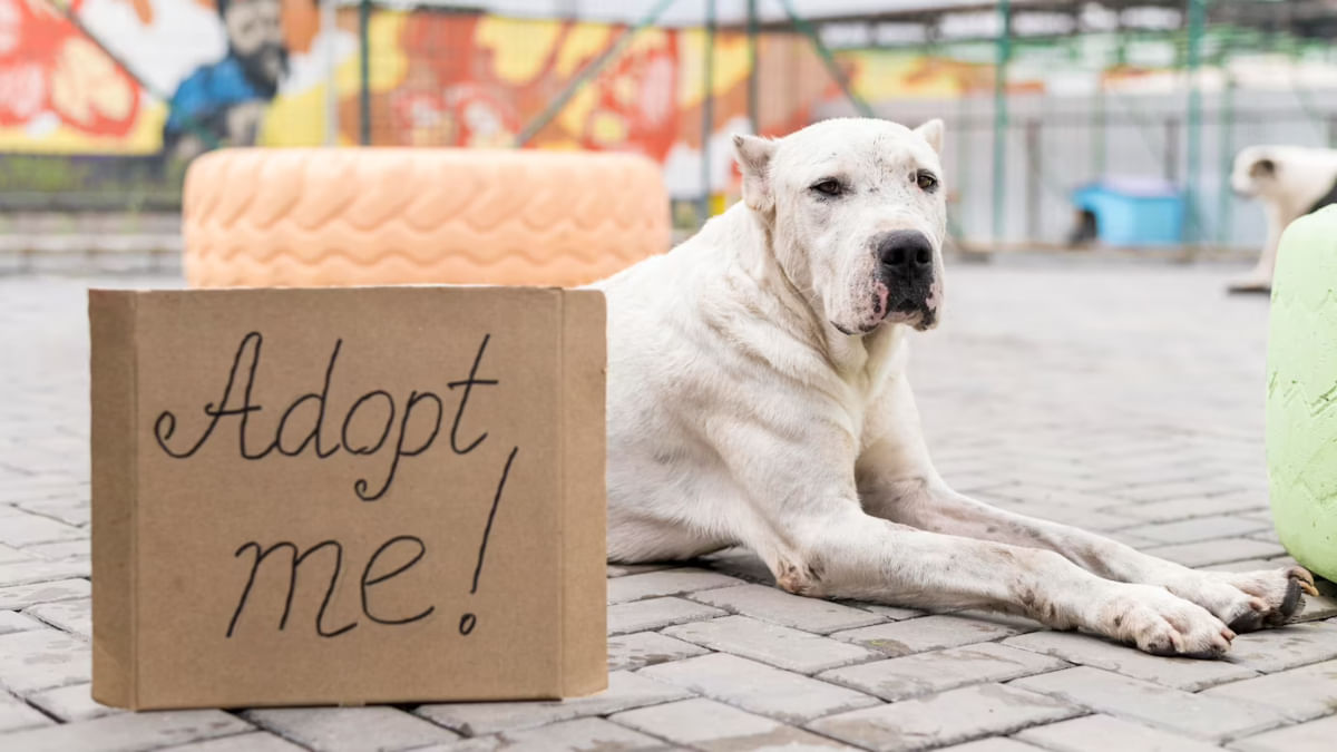 ADOPTAR MASCOTA