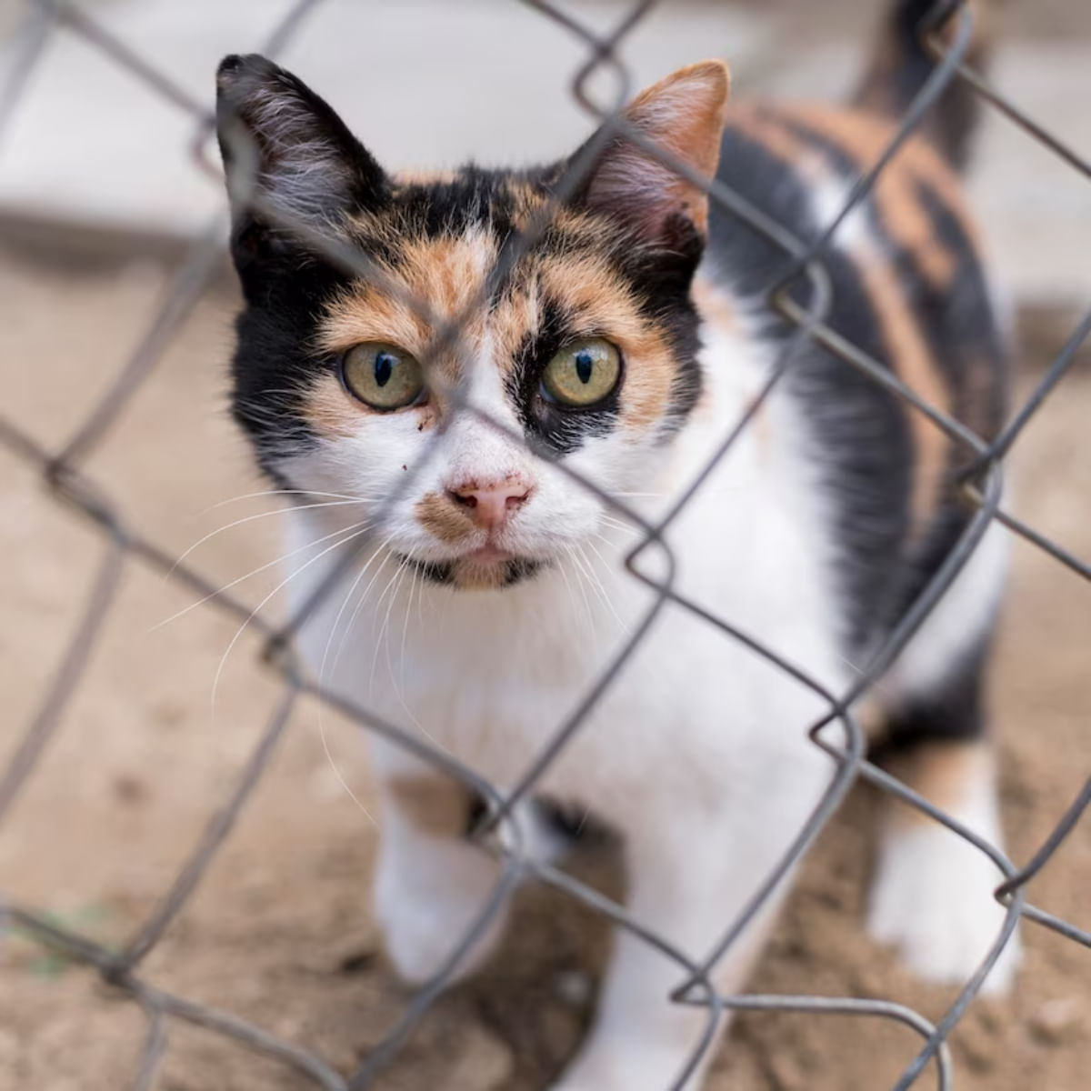 GATO